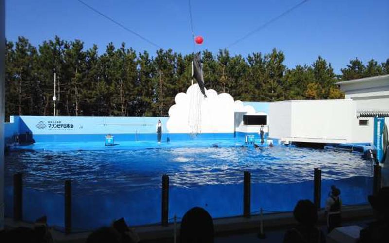 Niigata Private Tour - Dolphin show attracts many spectators at Marinepia Nihonkai.