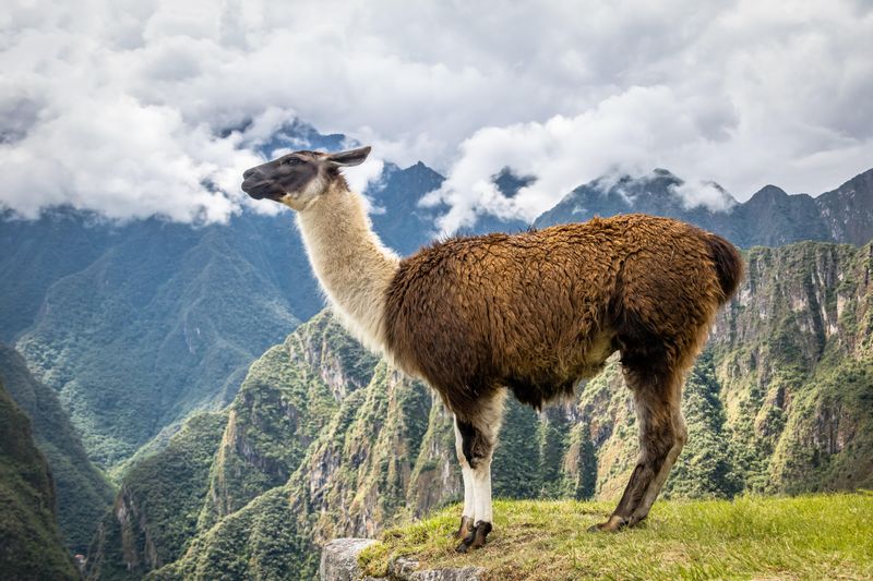 Cusco Private Tour - llama at Machu Picchu