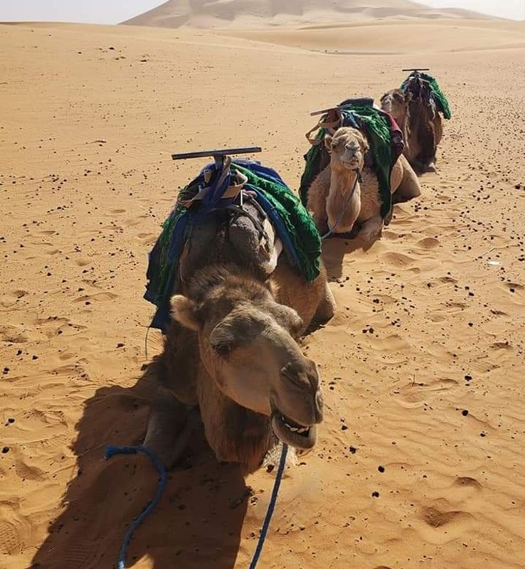 Marrakech Private Tour - Camel ride 