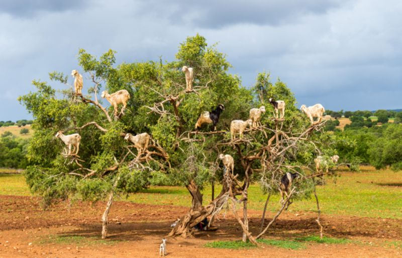 Marrakech Private Tour - Argan trees 