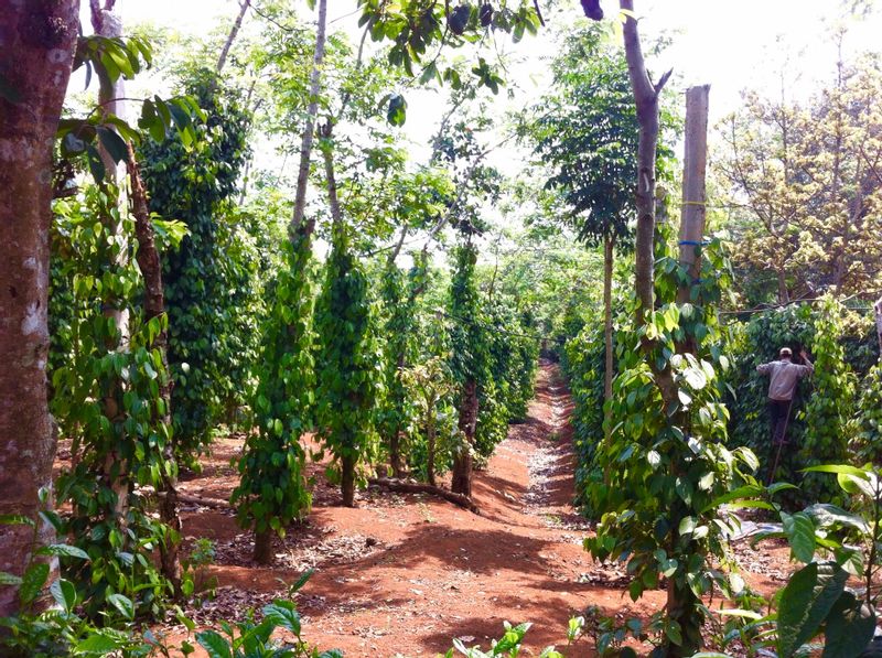 Nha Trang Private Tour - Coffee Plantation