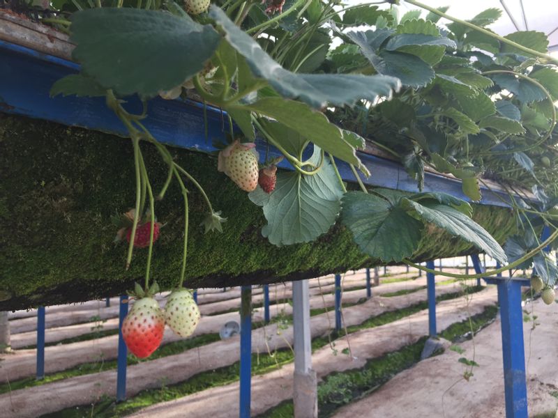 Nha Trang Private Tour - Strawberry Farm