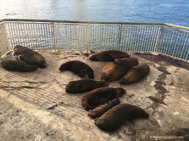 Cape Town Private Tour - The seals