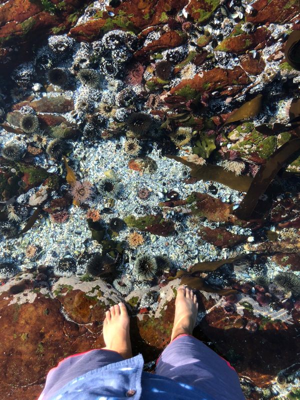 Cape Town Private Tour - Sea urchins