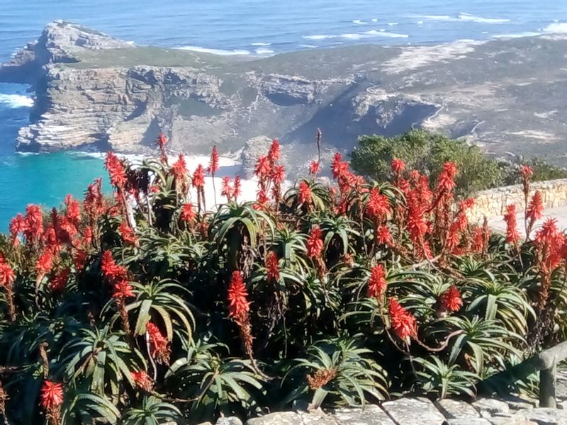 Cape Town Private Tour - Cape Point