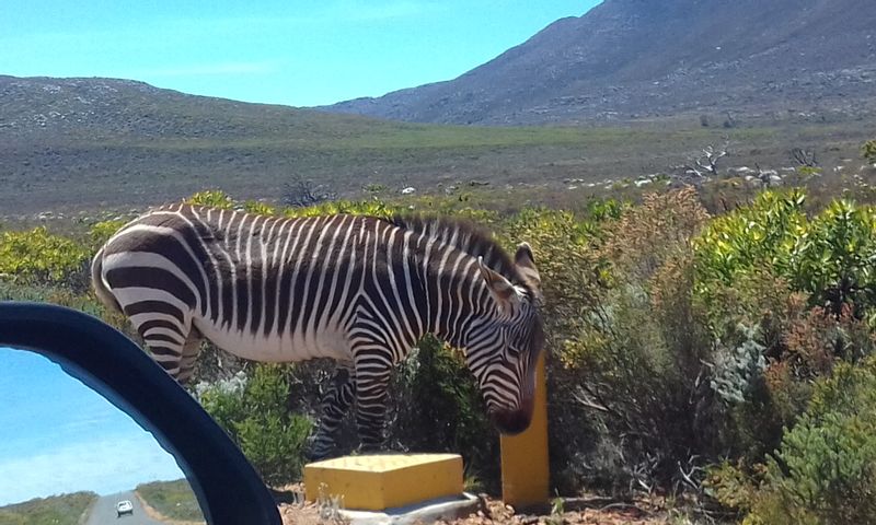 Cape Town Private Tour - Zebra