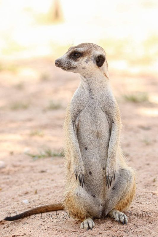 Cape Town Private Tour - Meerkat