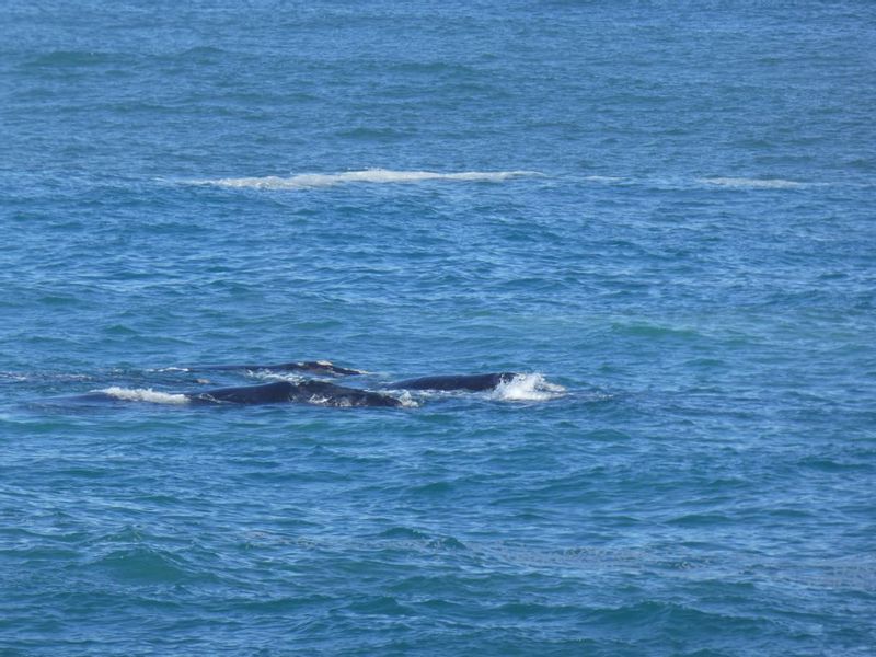 Cape Town Private Tour - Whales in the bay below the cliffs