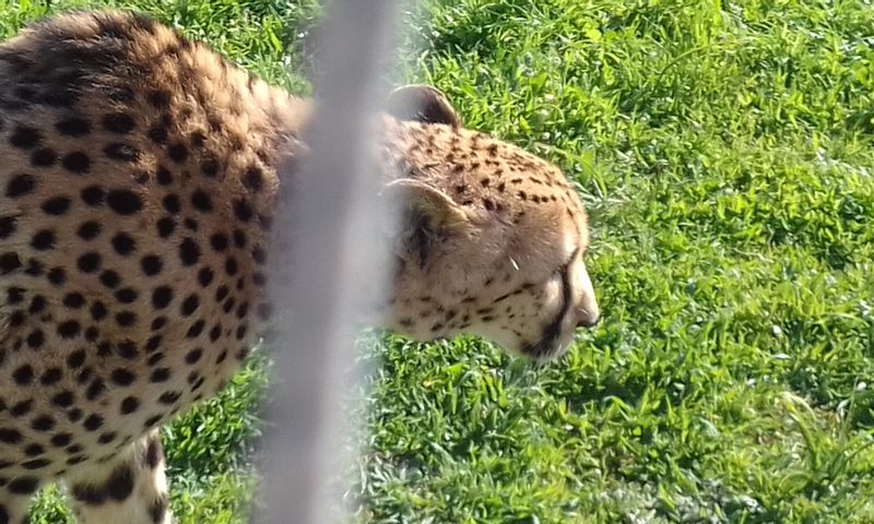 Cape Town Private Tour - Cheetah