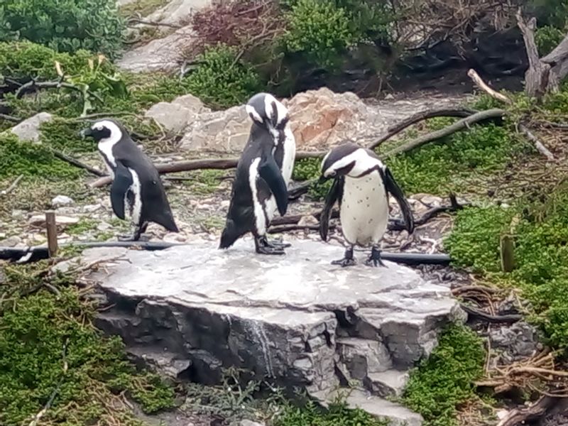 Cape Town Private Tour - Penguins