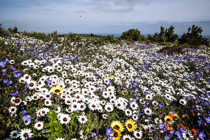 Cape Town Private Tour - Wild flowers