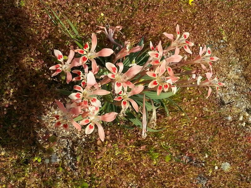 Cape Town Private Tour - Wild flowers