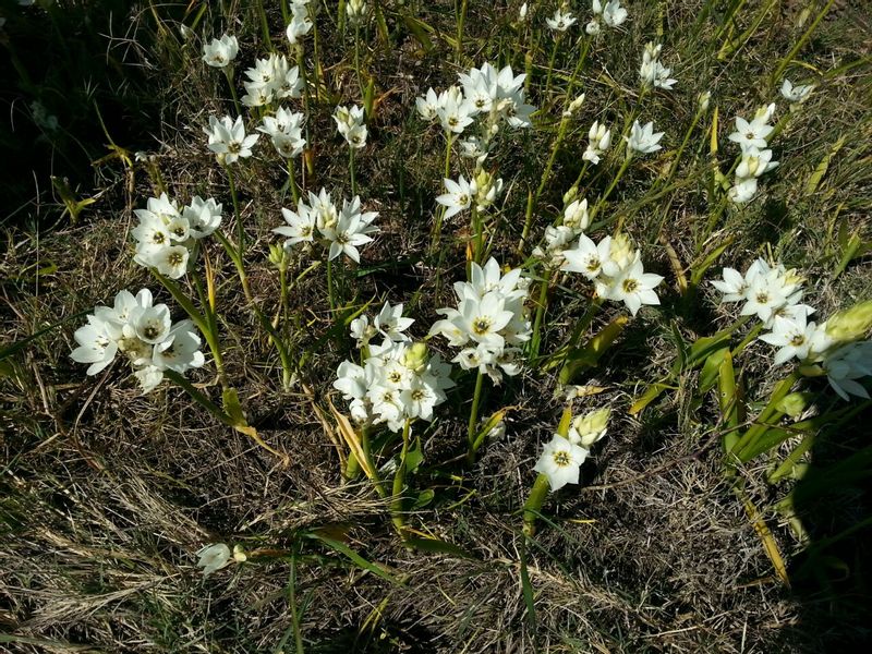 Cape Town Private Tour - Wild flowers