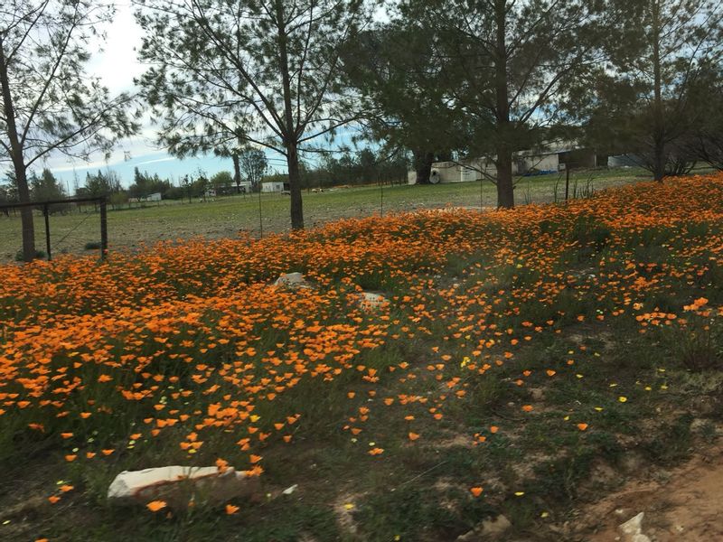 Cape Town Private Tour - Wild flowers