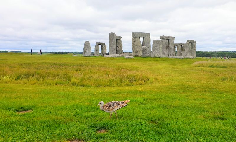 Southampton Private Tour - 'Gertrude' the Great Bustard at Stonehenge. 