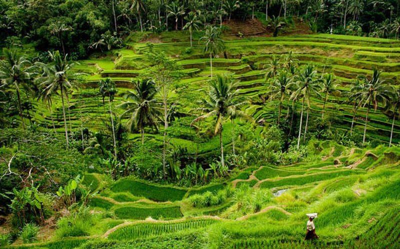 Bali Private Tour - Scenic Tegallalang rice terrace