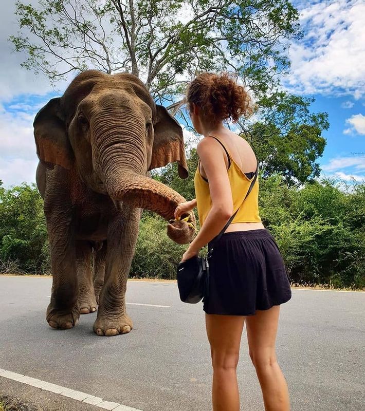 Kandy Private Tour - Millennium Elephant foundation