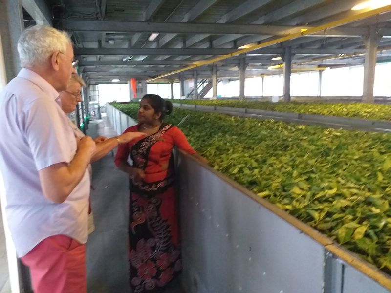 Kandy Private Tour - Explain Tea processing