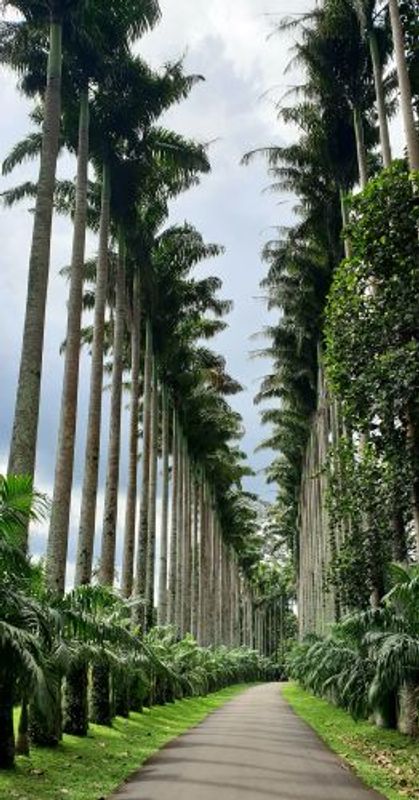 Kandy Private Tour - Botanical Garden