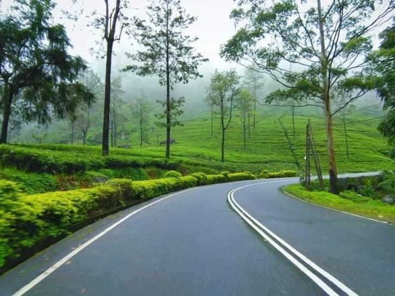 Kandy Private Tour - Nuwara Eliya road