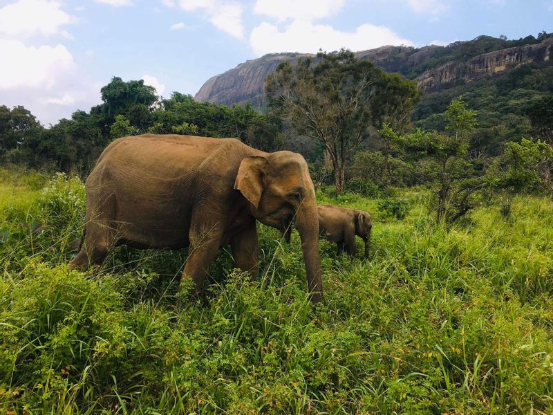 Kandy Private Tour - null