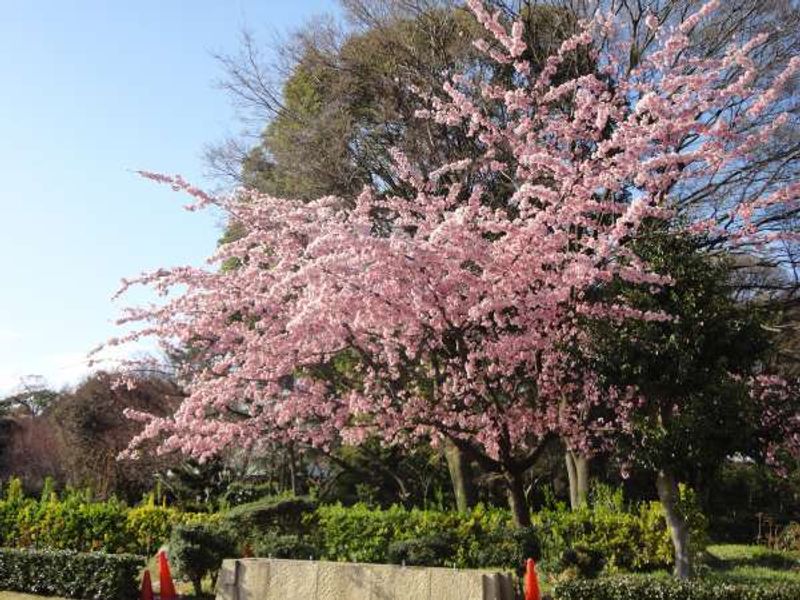 Nagoya Private Tour - Cherry blossom at Nagoya Castle