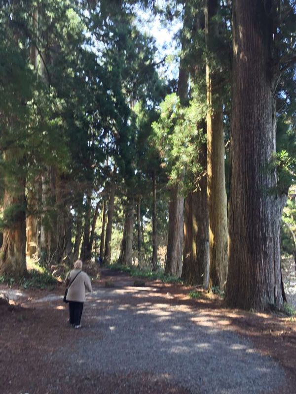 Hakone Private Tour - Cedar shaded old highway route 1.