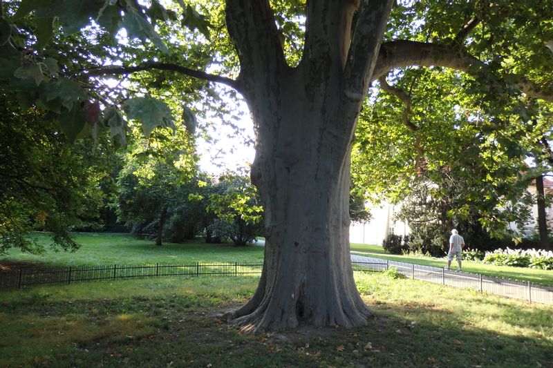 Prague Private Tour - Beethoven's plane tree