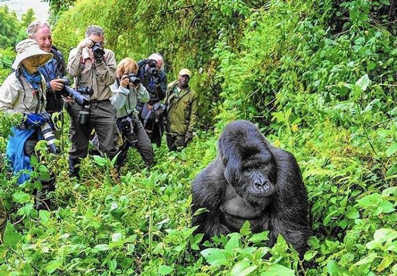 Kampala Private Tour - Trekking  gorilla is an experience of the life time.