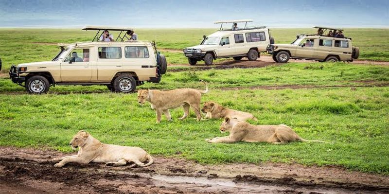 Kampala Private Tour - During a game drive in Queen Elizabeth national park