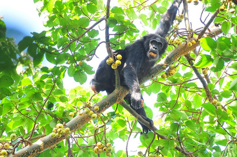 Kampala Private Tour - Get close with the chimpanzees