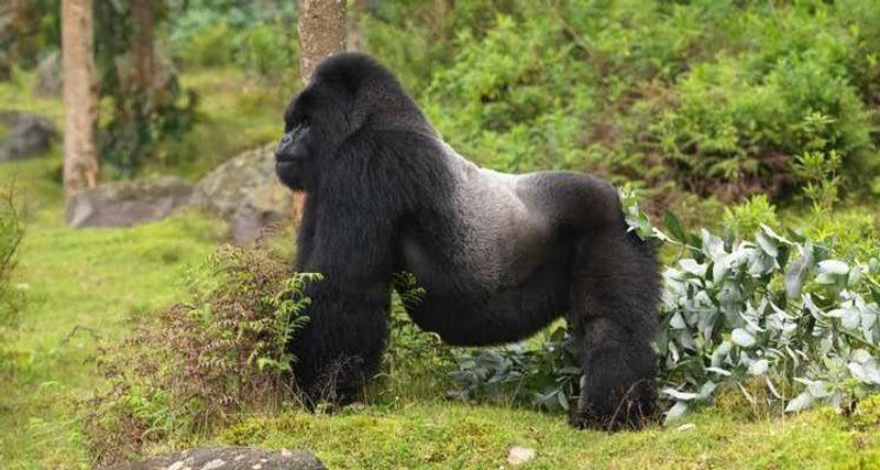 Kampala Private Tour - The Silverback  (the male gorilla patrolling)