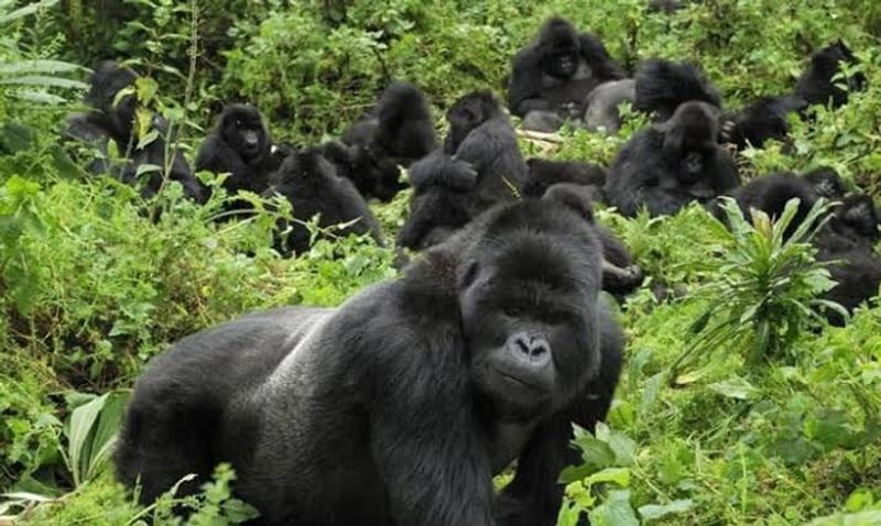 Kampala Private Tour - The gorilla group