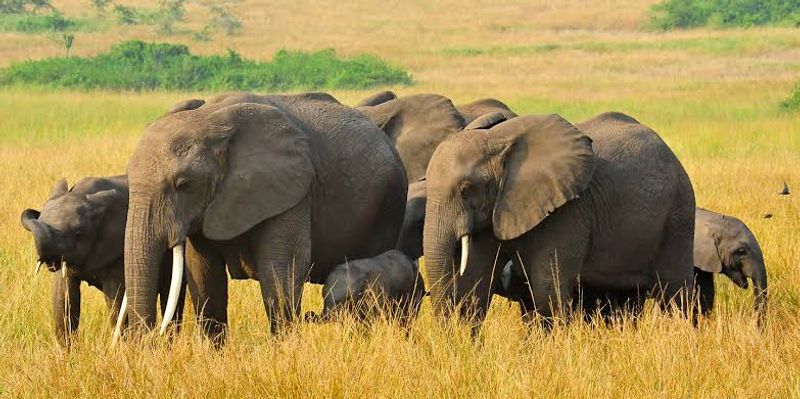 Kampala Private Tour - African elephants grazing