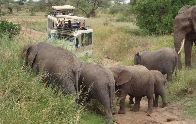 Kampala Private Tour - A guided game drive looking for wildlife