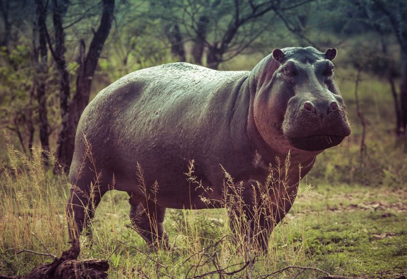 Kampala Private Tour - A hippo grazing in Queen Elizabeth National Park