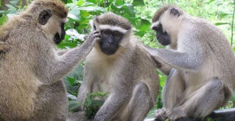 Kampala Private Tour - Some of the primates checking for pests