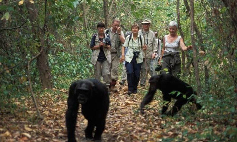 Kampala Private Tour - Guest Interacting with the chimpanzees in Kibale national park