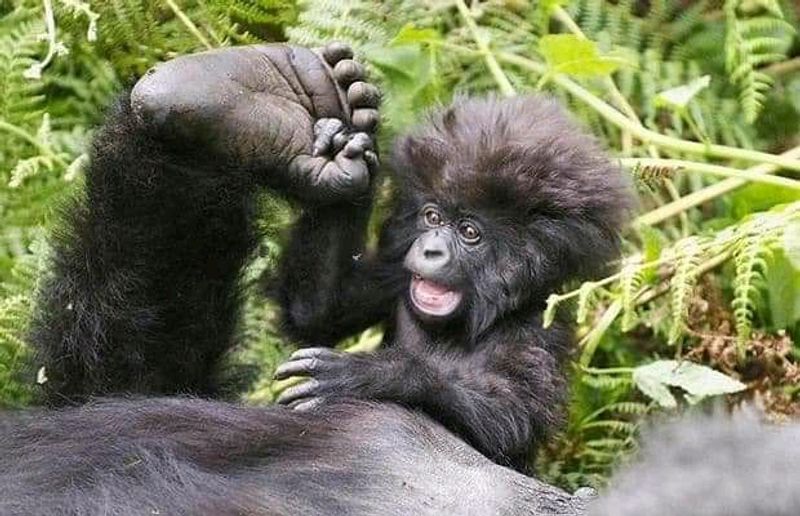 Kampala Private Tour - The gorilla youngster’s frolic with the mother.