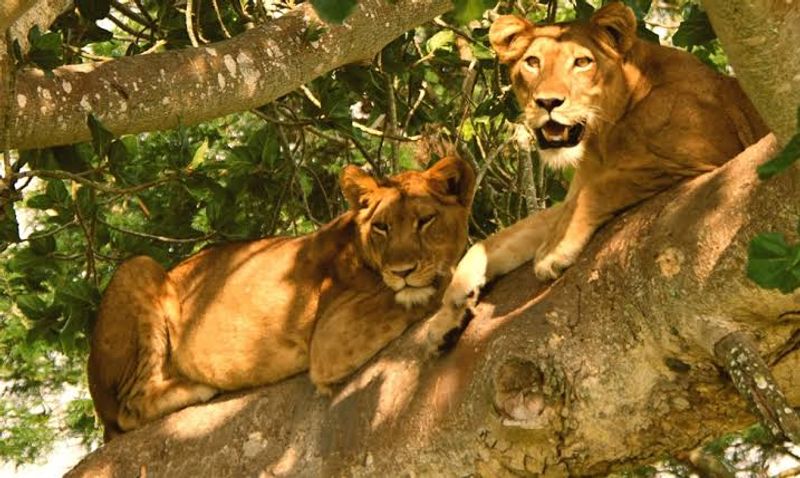 Kampala Private Tour - Some of the tree climbing lions being spotted in the fig tree branches during an afternoon game drive in Ishasha sector.