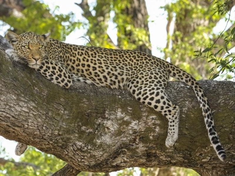 Kampala Private Tour - The leopard can hide its kill up in the tree branches to avoid  scavenger animals to feed on its hunt enjoy this during your Safari game drive.