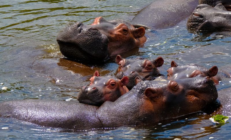 Kampala Private Tour - Hippopotamus at Kazinga Channel