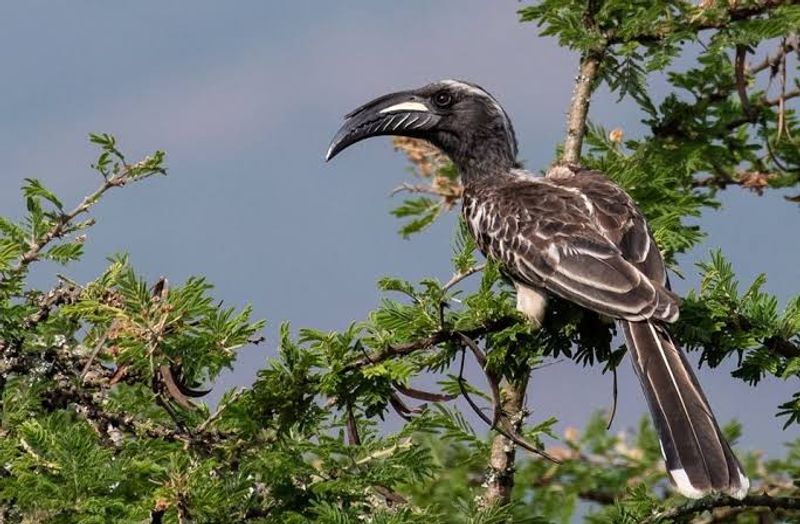 Kampala Private Tour - Spot some of the interesting birds during your walk