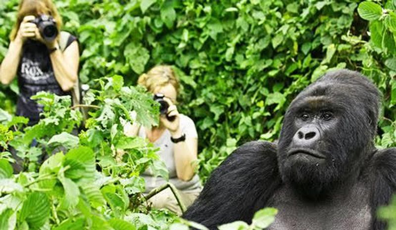 Kampala Private Tour - Trek mountain gorillas in Bwindi National Park have a close range view of these giant apes