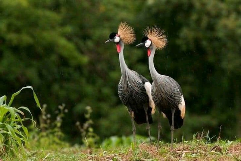 Kampala Private Tour - Enjoy the most beautiful birds uganda have like the grey crowned crane the Uganda’s national bird