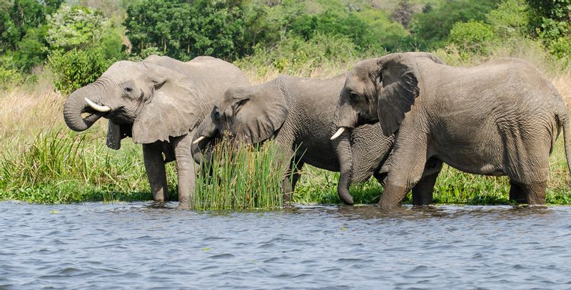 Kampala Private Tour - African elephants quenching along kazinga channel and you can above this on a close range when your on your boat cruize.