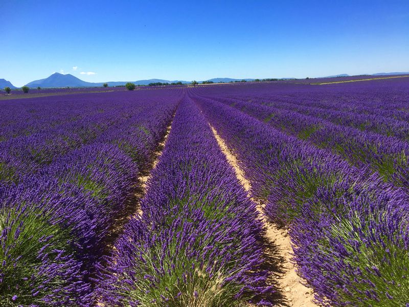 Provence-Alpes-Cote d'Azur Private Tour - null