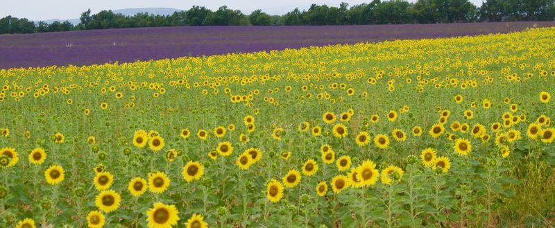 Provence-Alpes-Cote d'Azur Private Tour - null