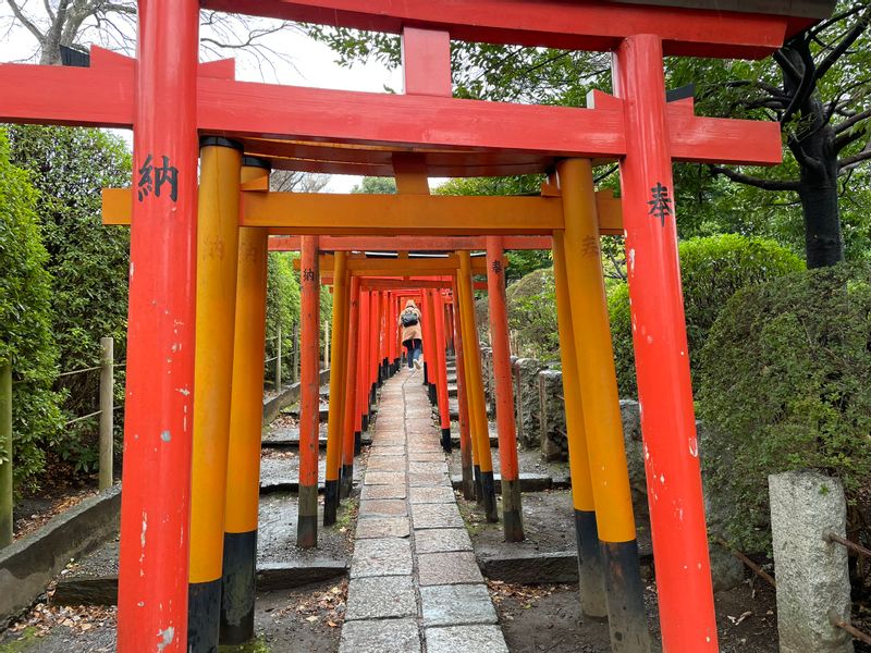 Tokyo Private Tour - T9.Nezu Shrine (many Torii of Otome Inari Shrine)