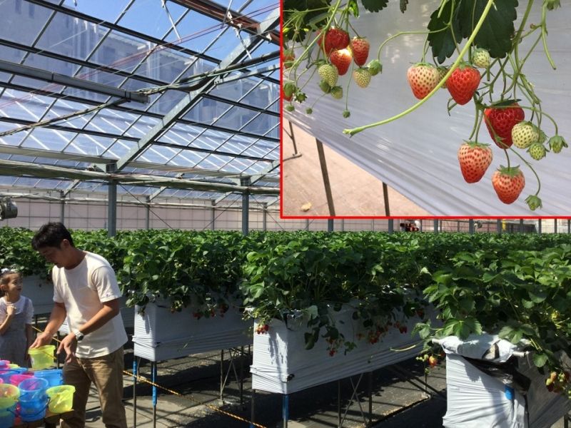 Tokyo Private Tour - E3. Strawberry picking (April and May only, need reservation)
